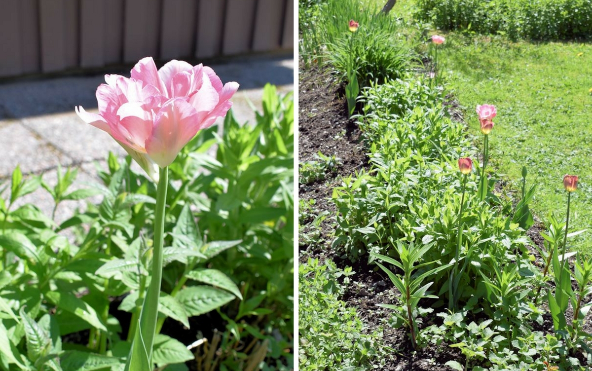 Kerrottu vaaleanpunainen tulppaani ja tulppaaniryhmä.