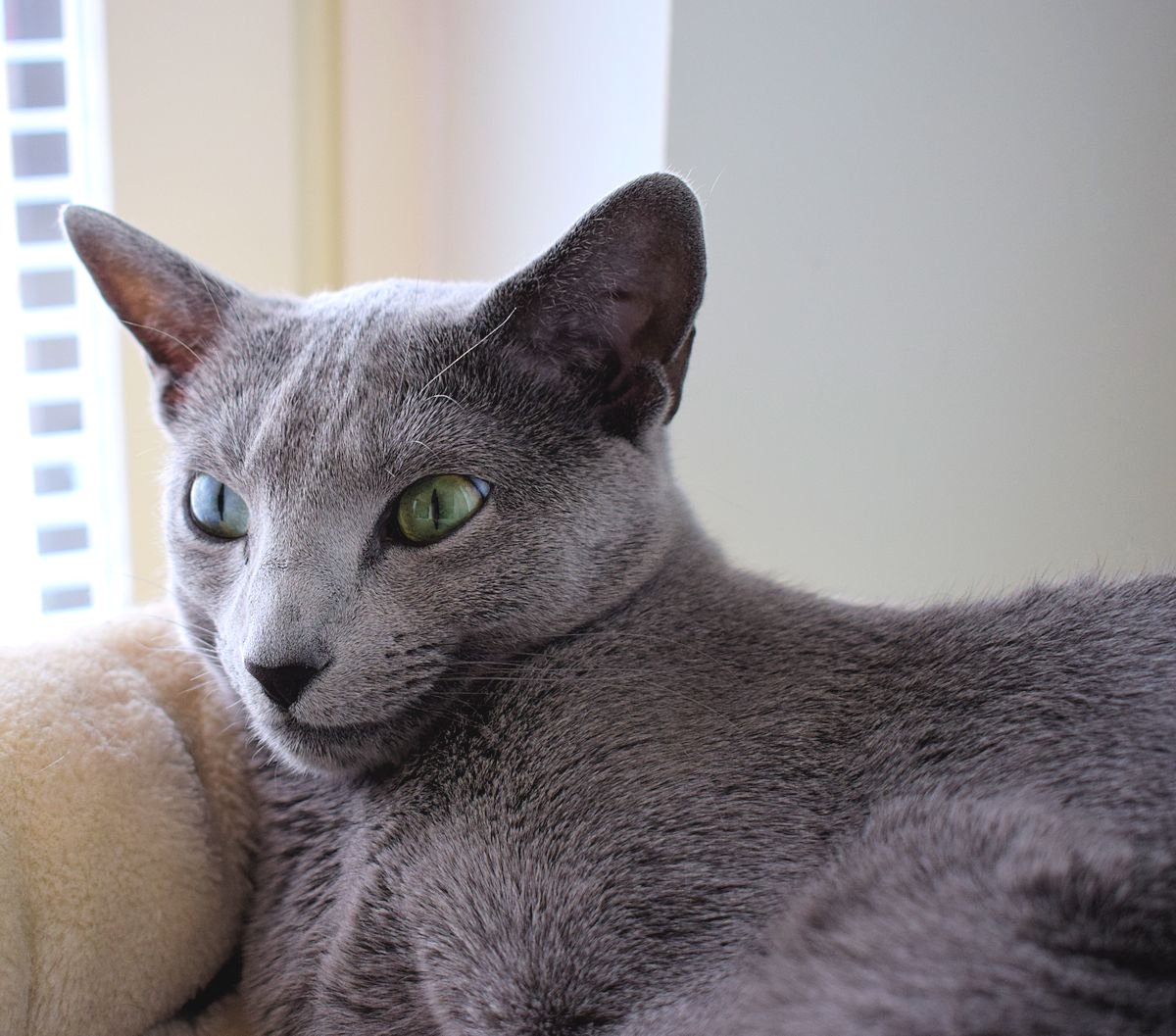 Venäjänsininen kissa.