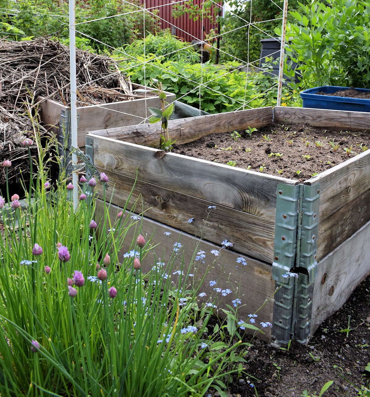 henrynköynnöskuusama lavakauluslaatikossa ja ruohosipuli