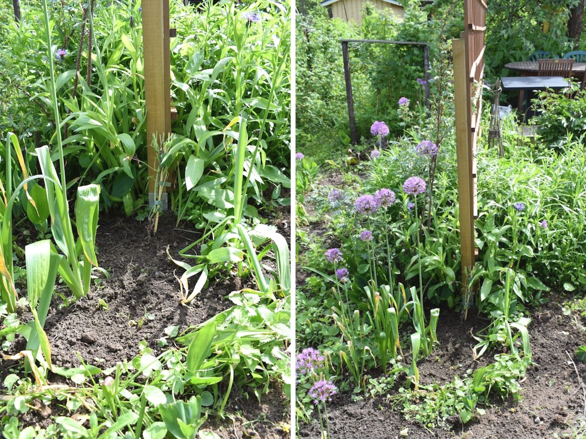 köynnöstuki imukärhivilliviini istutus