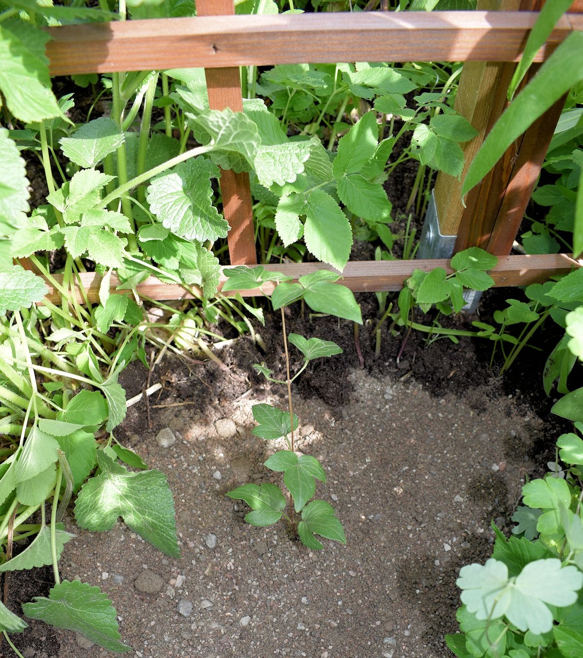 jalokärhön istutus