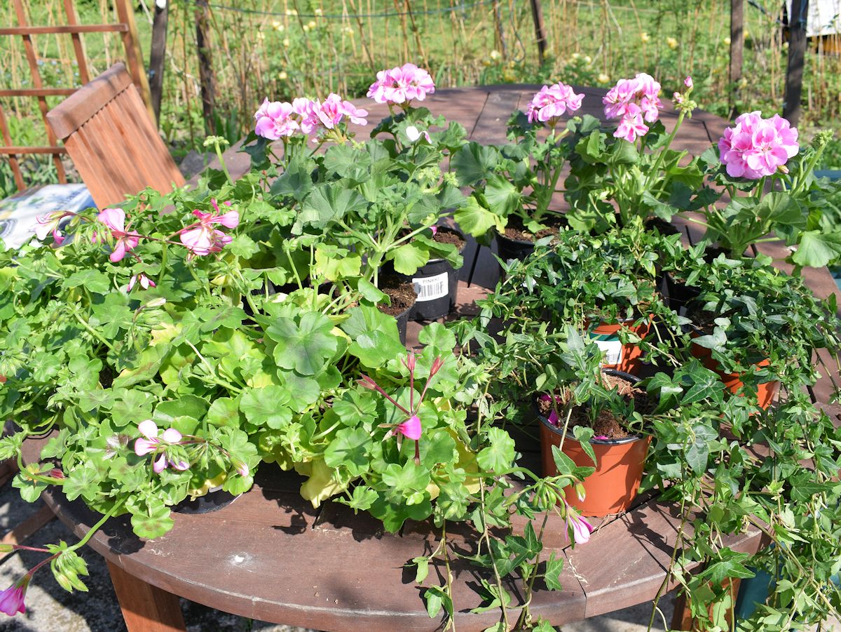 pöydällinen vaalenpunaisia pelargonioita