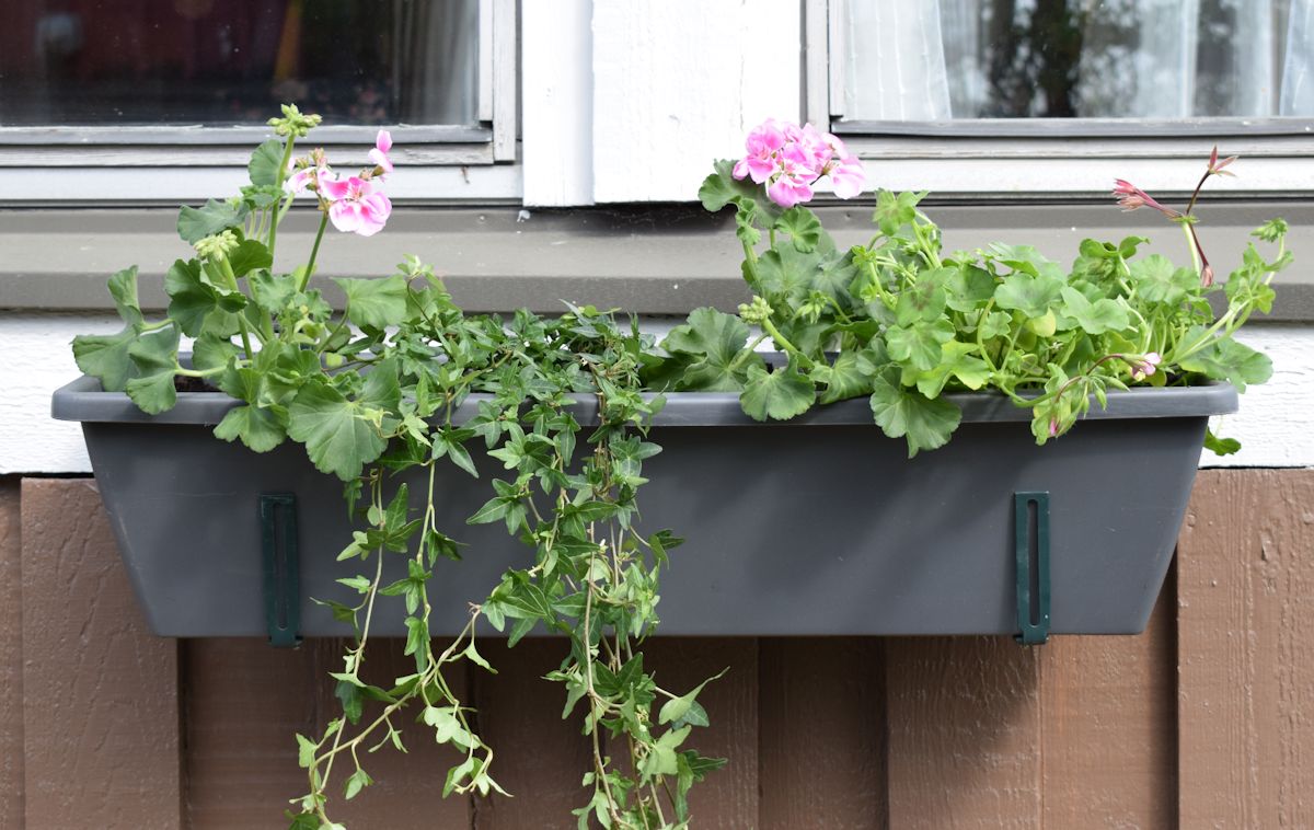 pelargonioita ja murattia