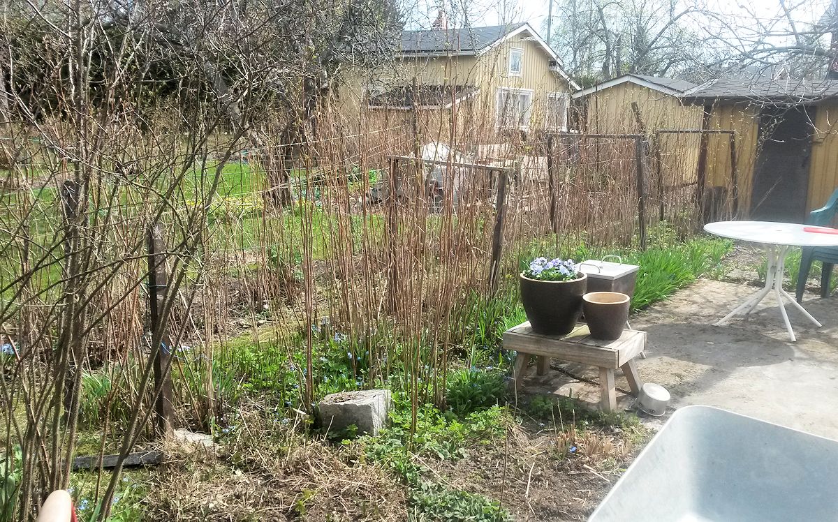 ränsistynyt vadelmapensas