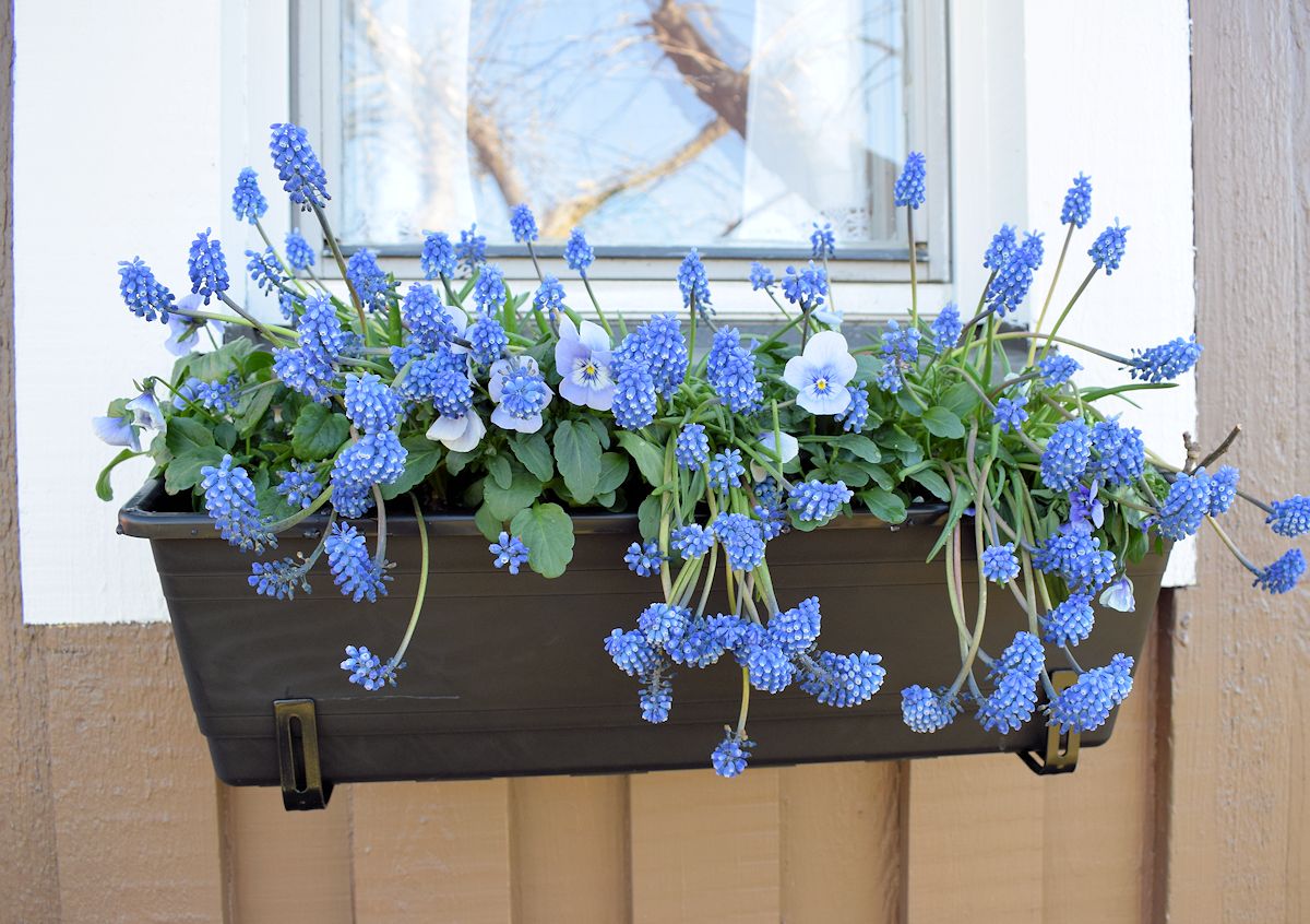 istutuslaatikossa helmililja ja orvokki