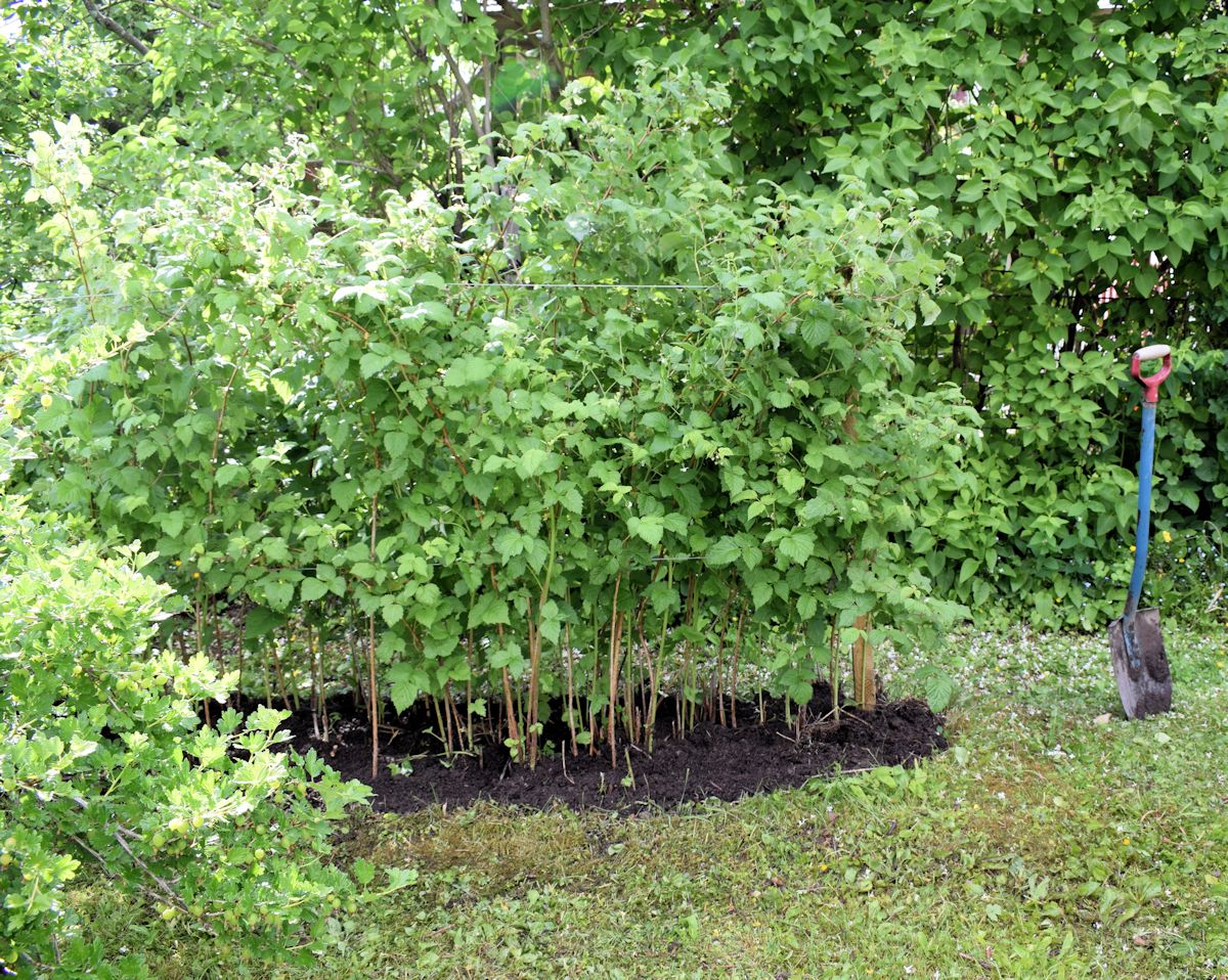 Kompostimultaa vadelmien juurelle.