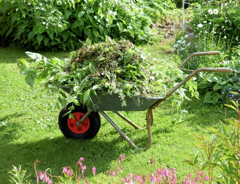 Rikkaruohottunut vadelma