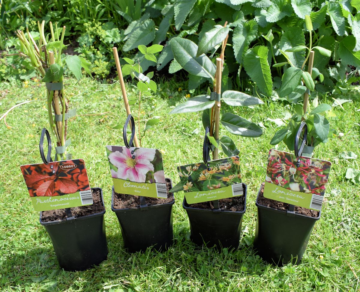 Lidlistä ostetut köynnökset purkeissaan