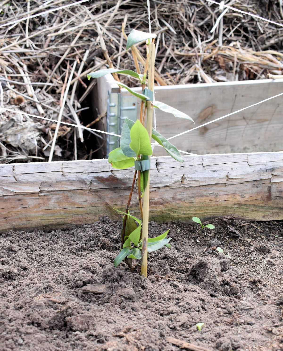 Henrynköynnöskuusama viljelylaatikossa