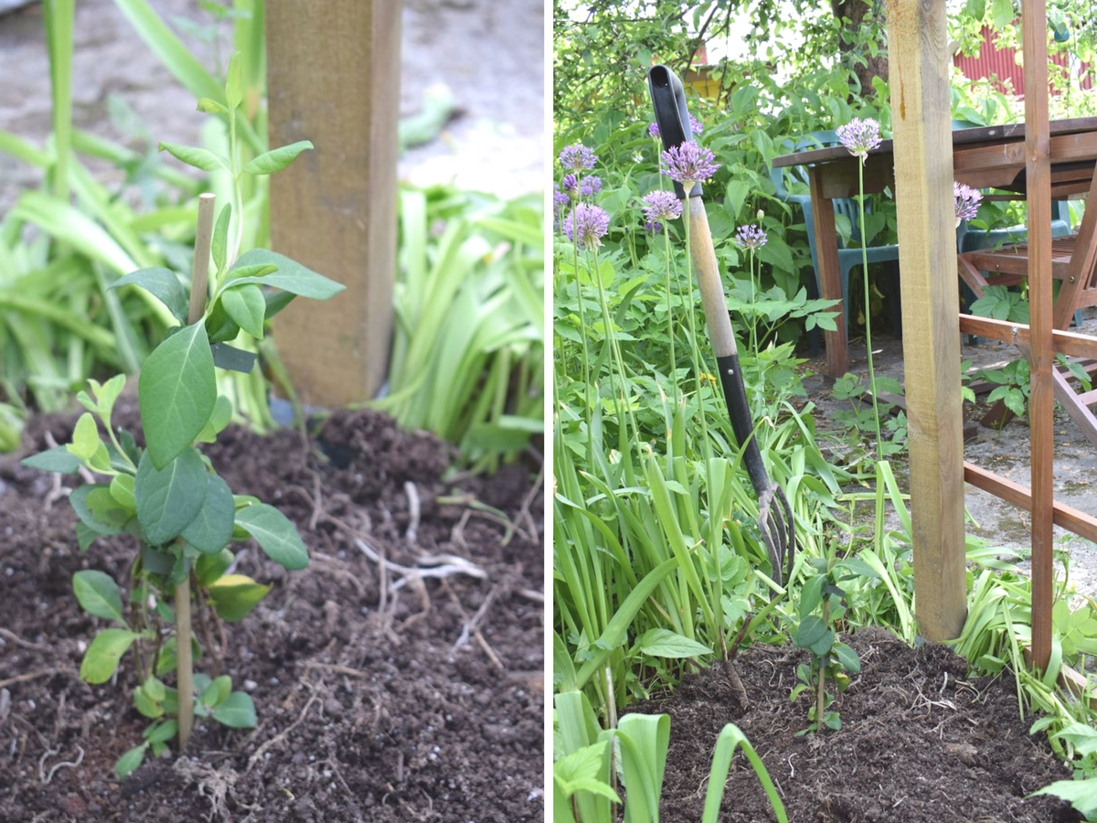 koreaköynnöskuusaman istutus