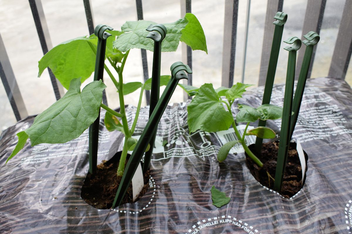 Kissa syönyt kurkkua.