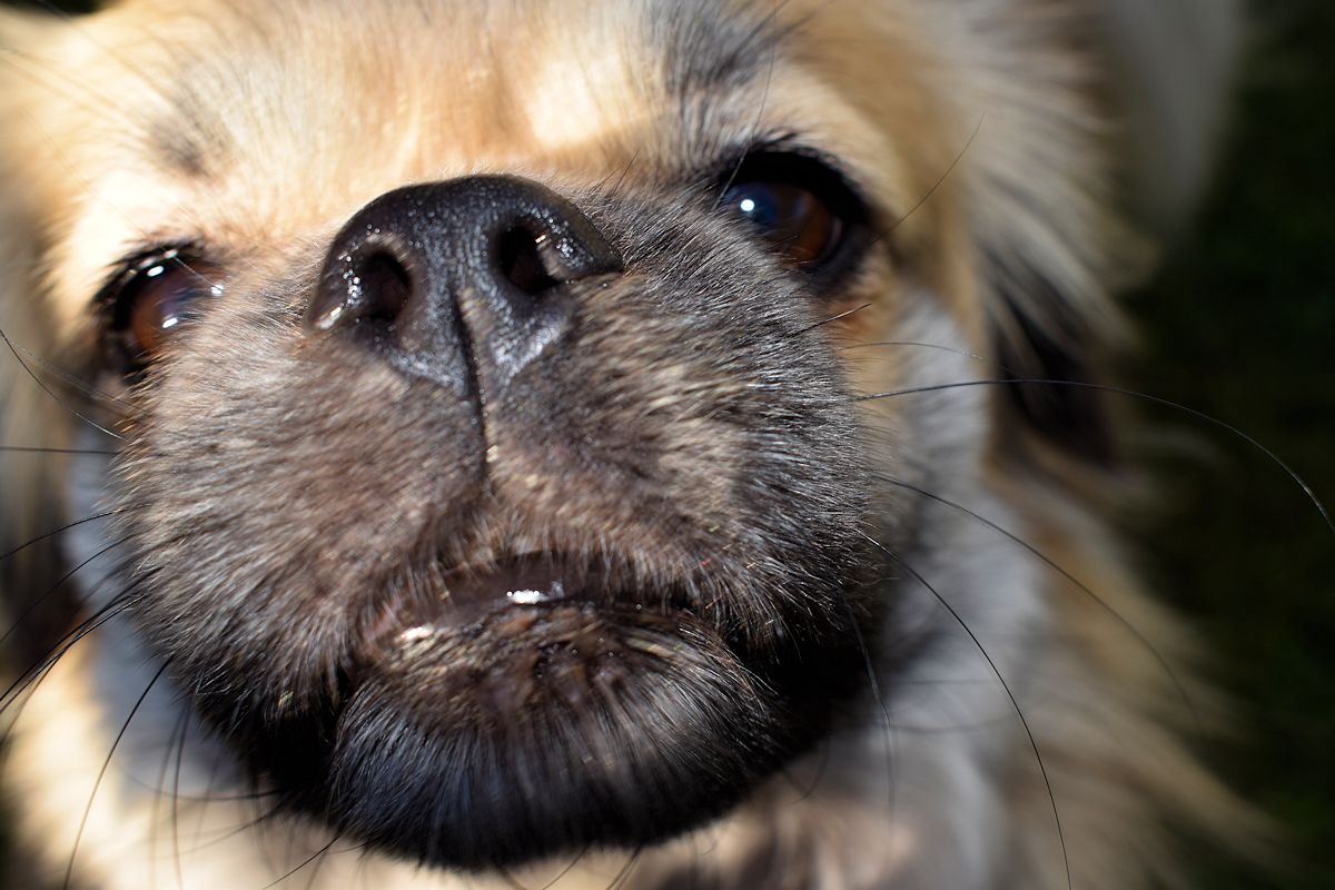 Koirankuonon lähikuva.