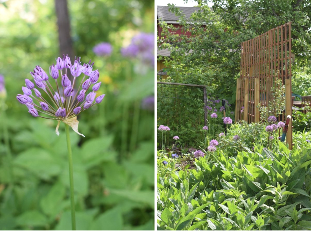 Laukat köynnösritilän edessä