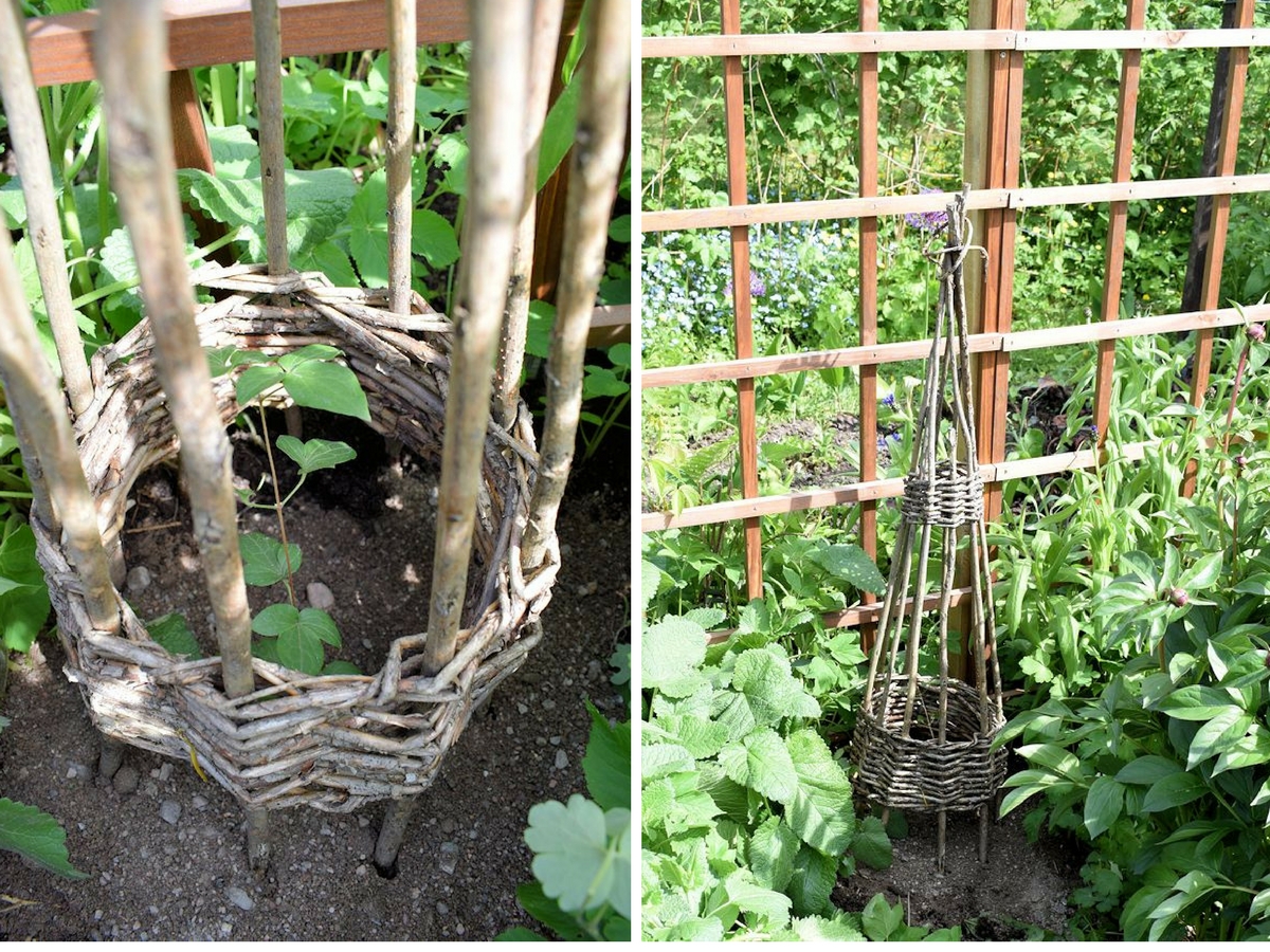 loistokärhö istutettu