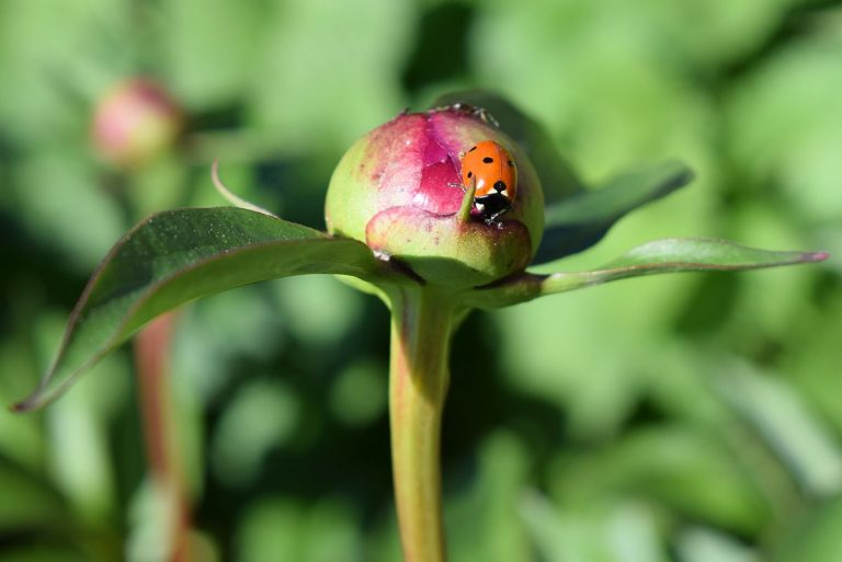 Pikkupionit piilosilla