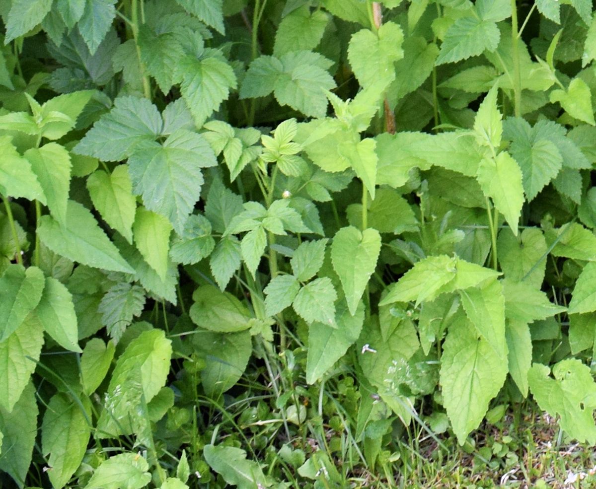 Rikkaruohoja täynnä oleva pensaan alusta.