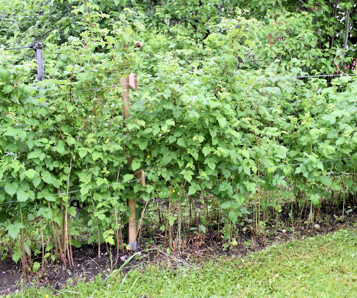 Perattu vadelmapensas.