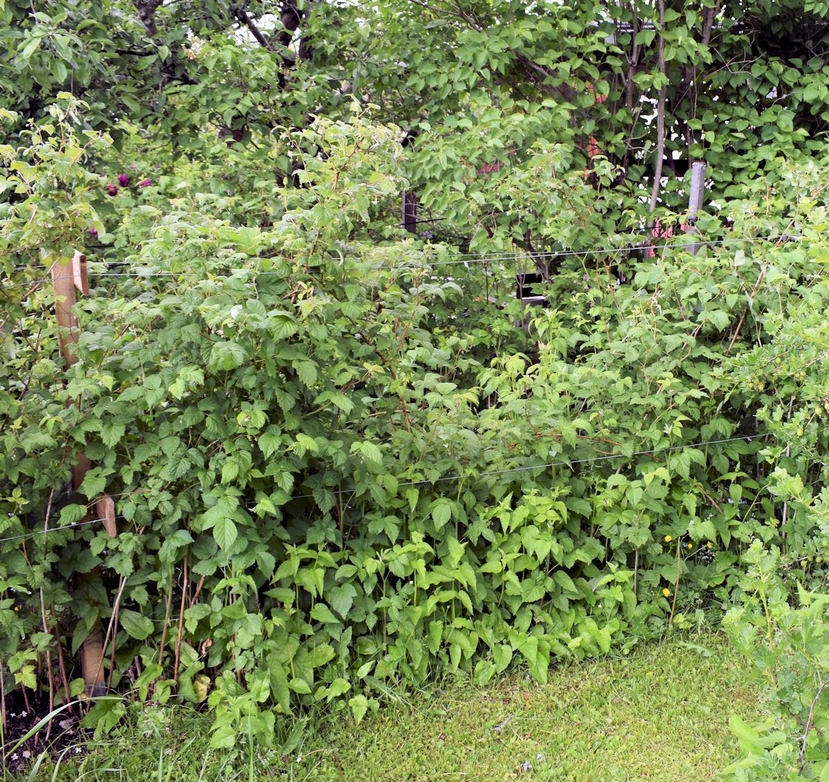 Rikkaruohot vadelmapensaan juurella.