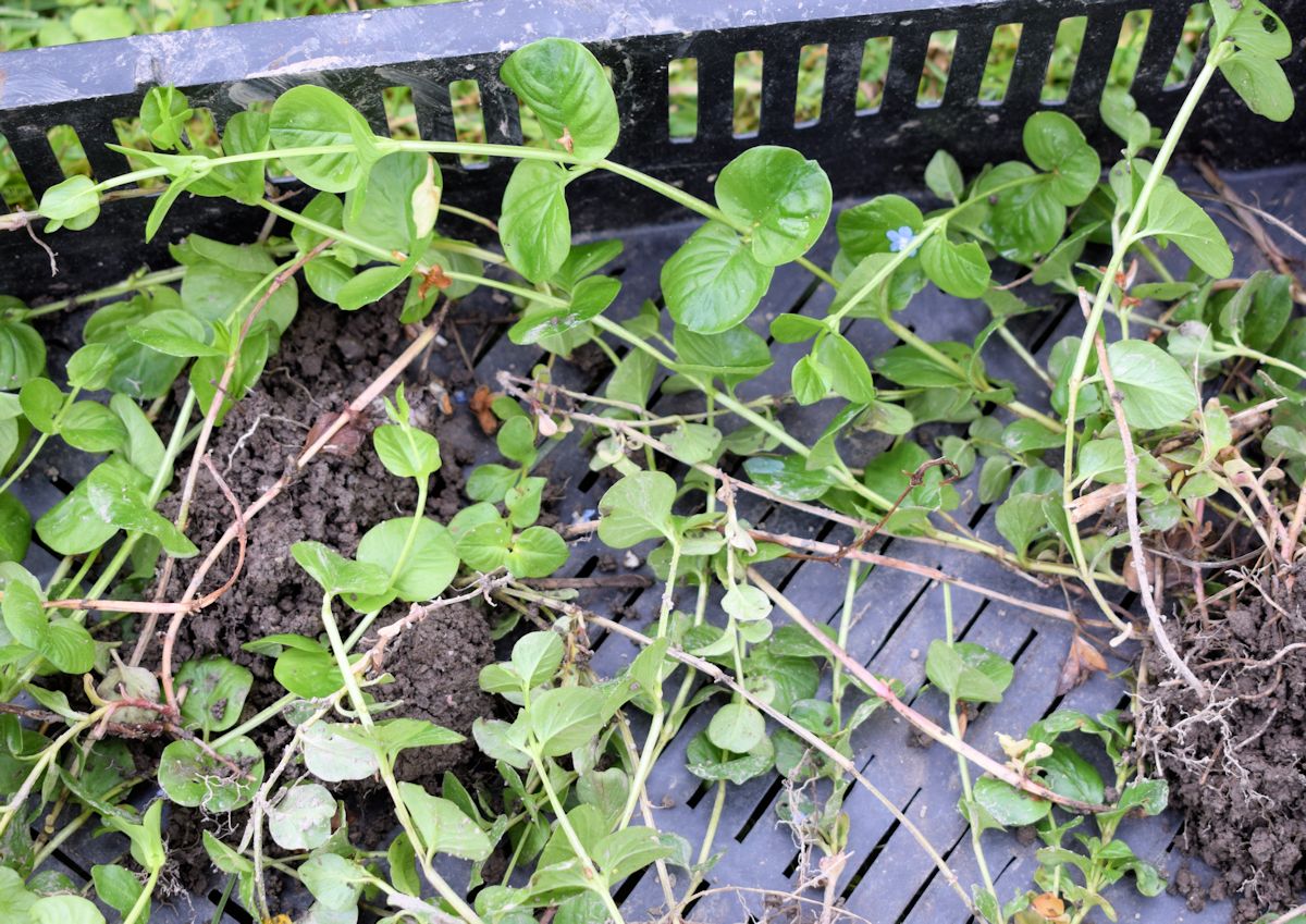 Suikeroalpin lisäys.