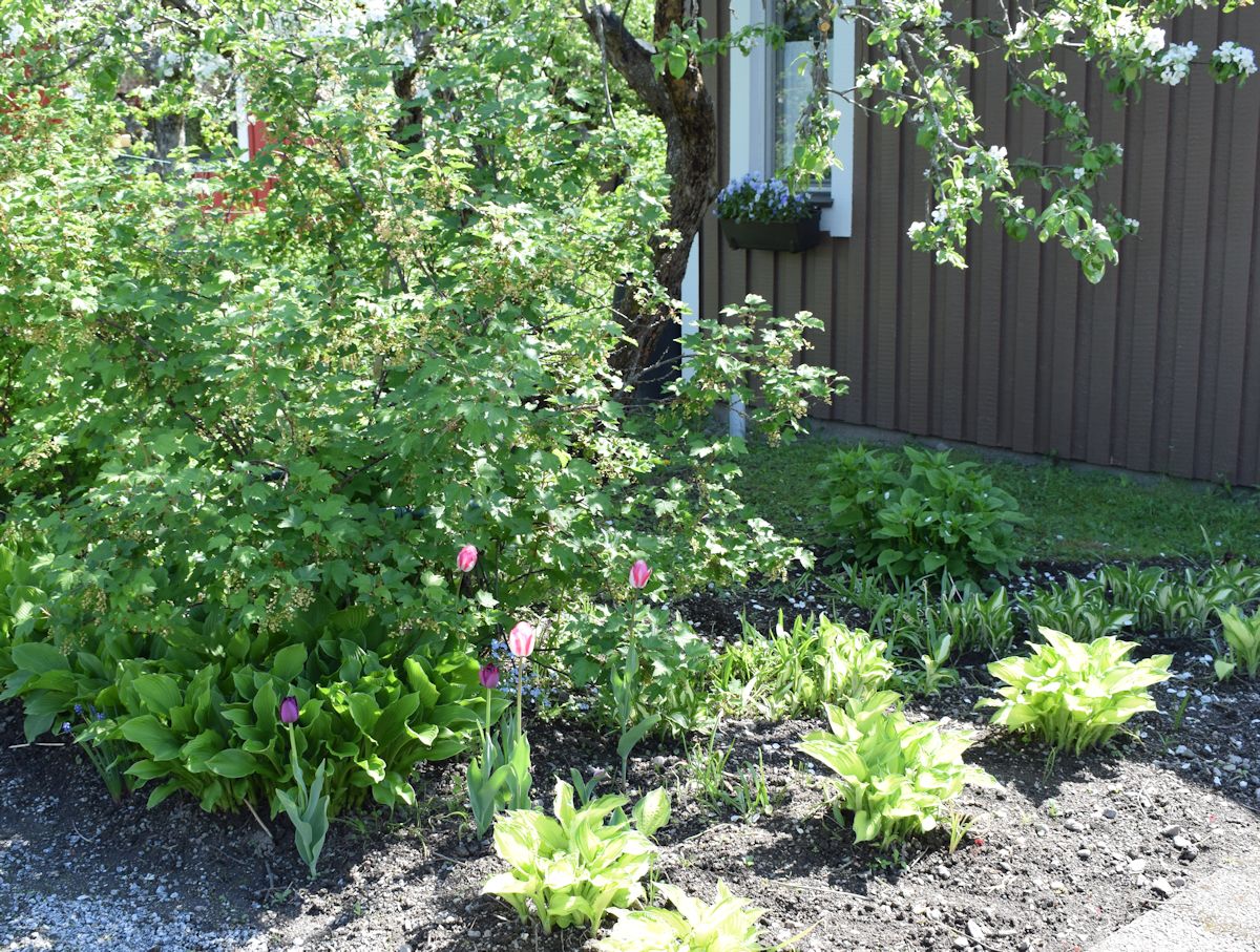 Tulppaanit siirtolapuutarhamökin etupihalla.