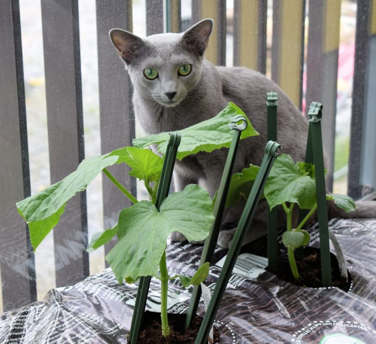 Tuholainen iski kurkkuplantaasille