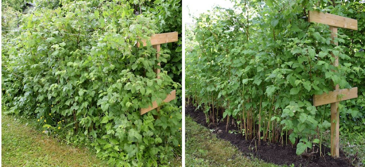 Vadelmapensas ennen ja jälkeen kitkemisen kuvat.