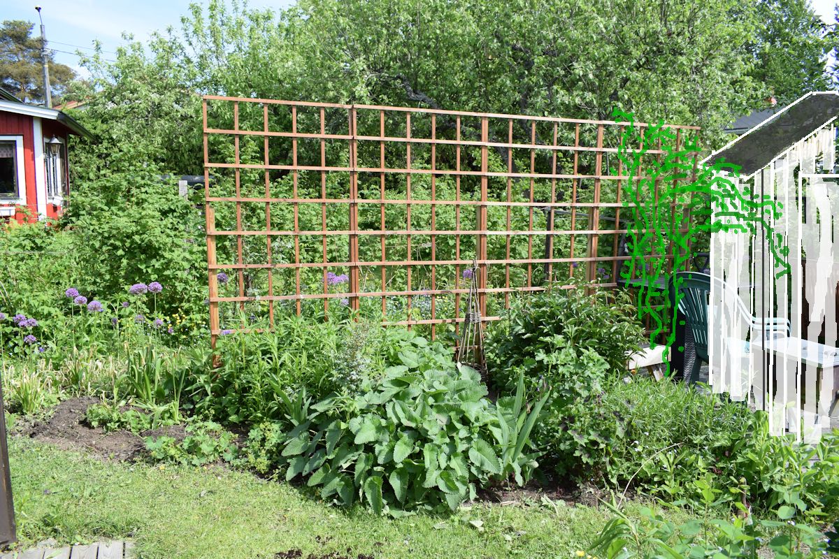 köynnösritilä, puutarhavaja ja köynnöskuusama