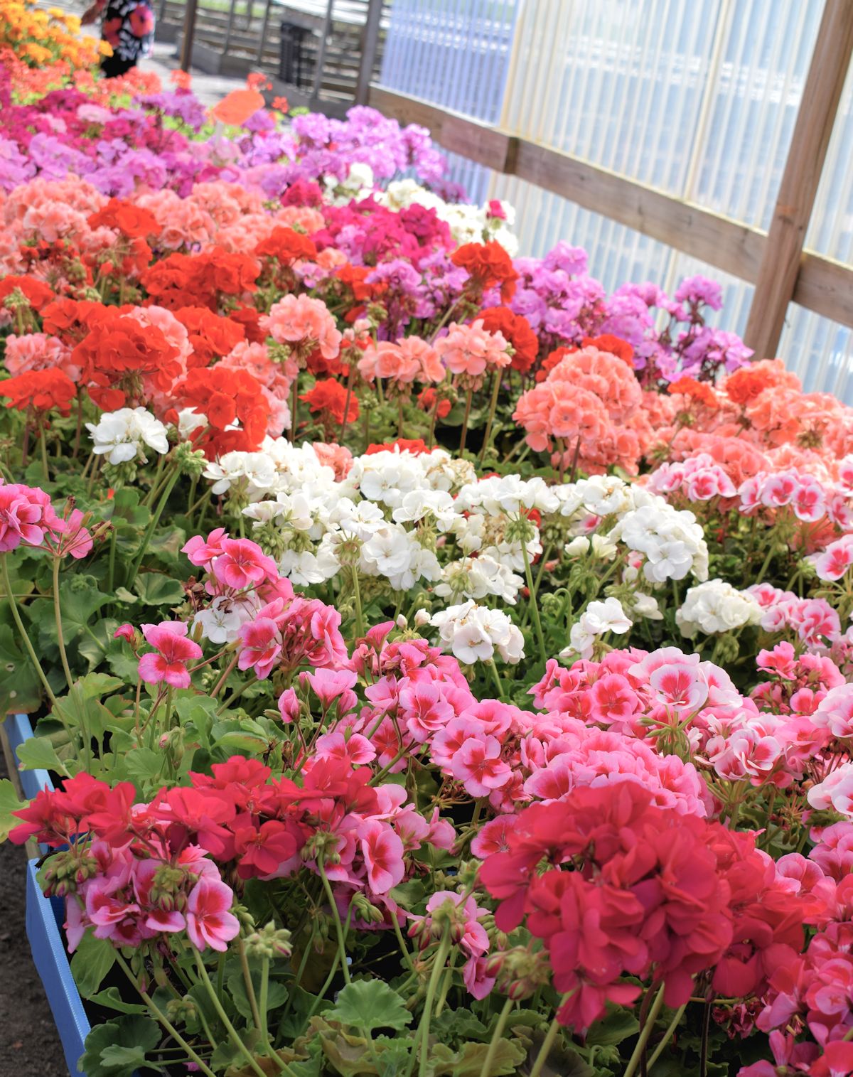 Erivärisiä pelargonioita kesäkukkamyymälässä.