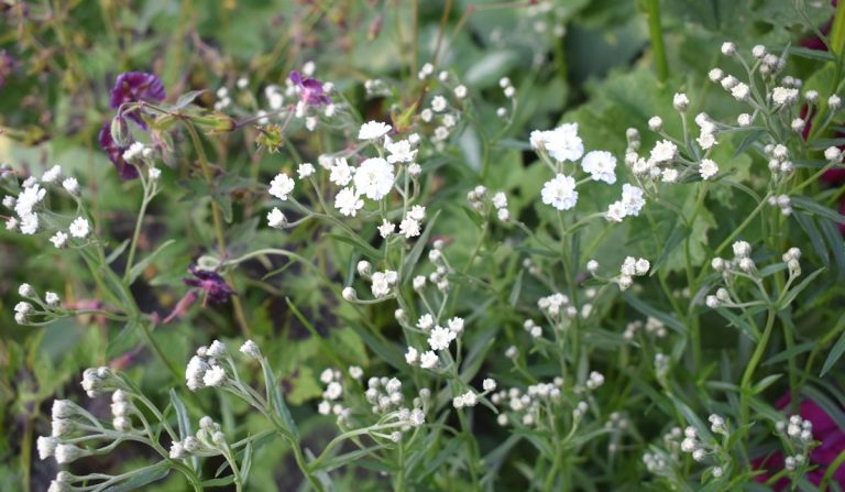 Tutut ja tuntemattomat kukassa