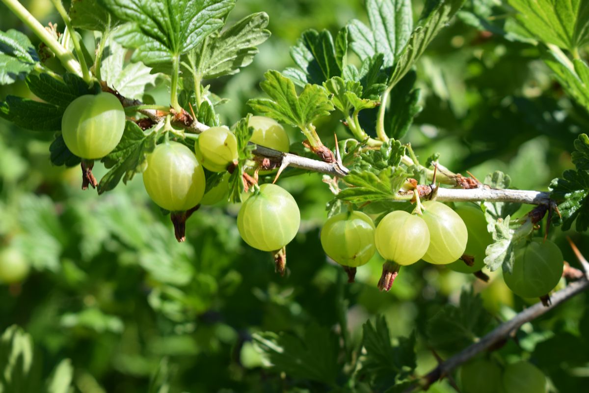 Karviaisen marjat oksassa.