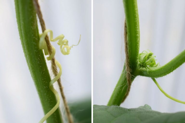 Parvekkeen kurkuille tukea ja varjostusta