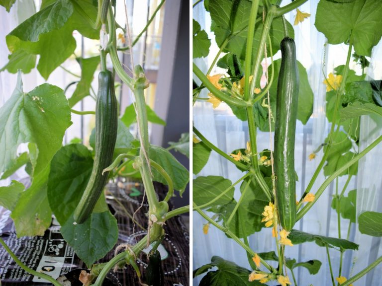 Kurkkujen kuulumisia