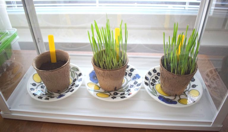 Kylvöjä keskellä kesää – Grobiootti taimimulta