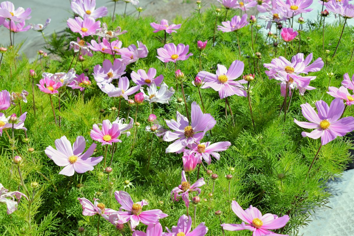 Vaaleanpunaisia kosmoskukkia taimimyymälässä.
