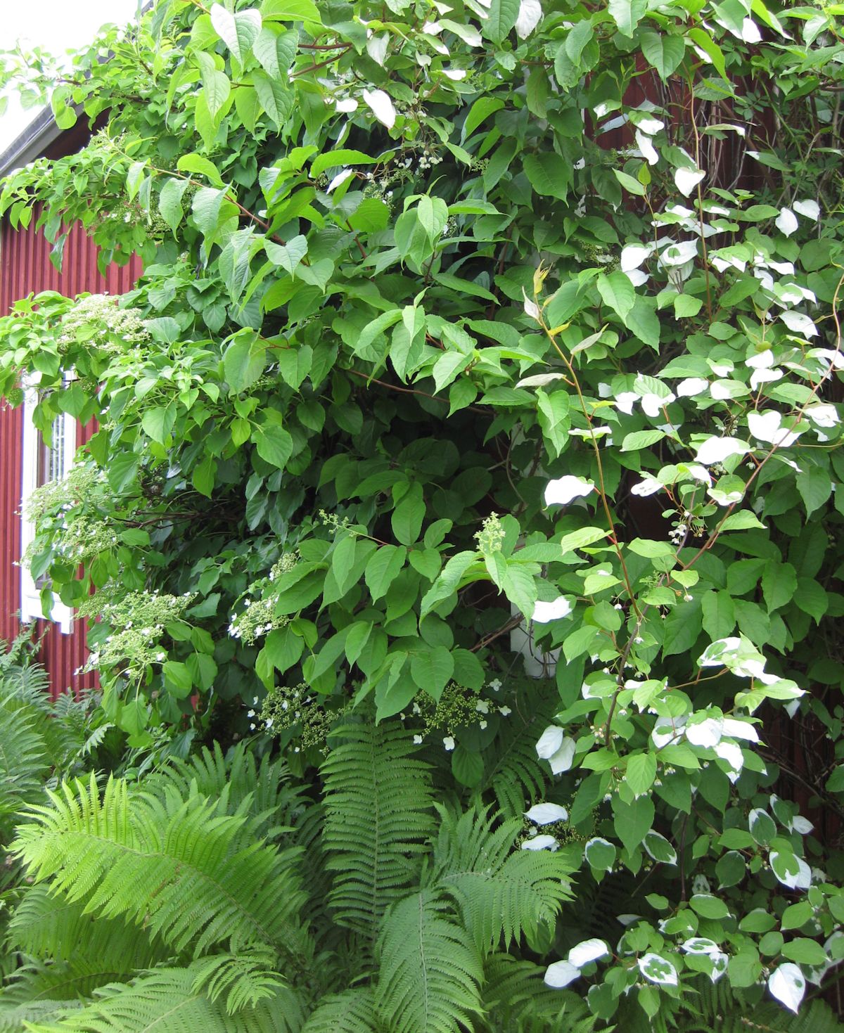 Köynnökset talon seinustalla.