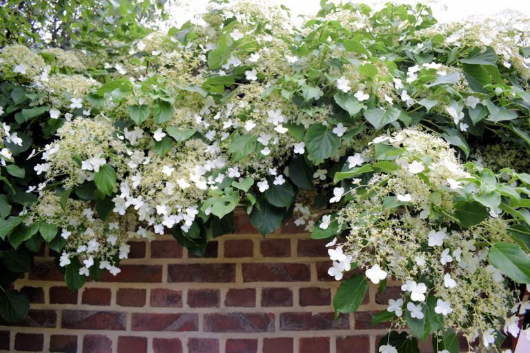 Köynnöshortensia mökin varjoisalle seinustalle