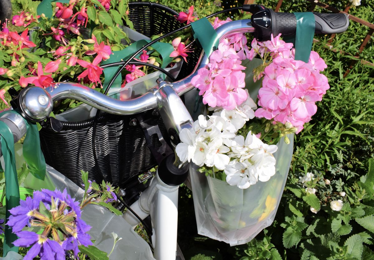 Kesäkukkia pyörän korissa.