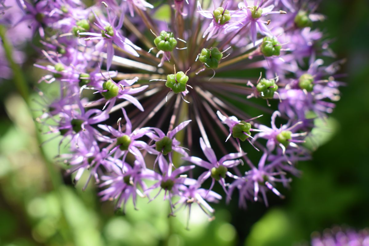 Kukintaansa lopetteleva laukka.