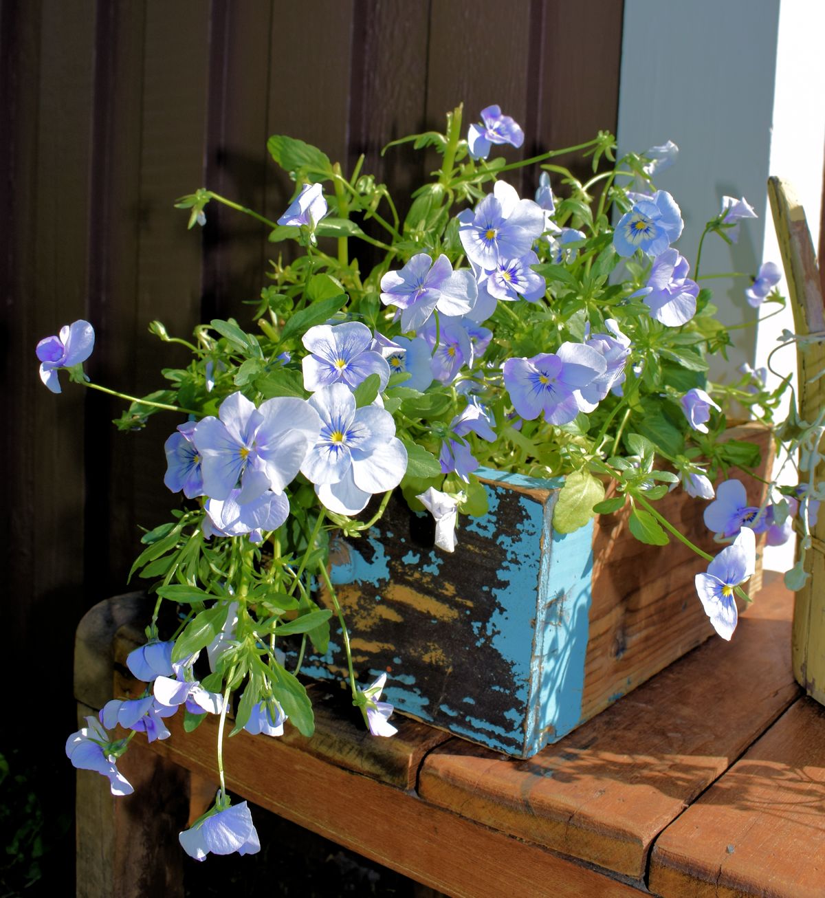 Orvokit puulaatikossa.