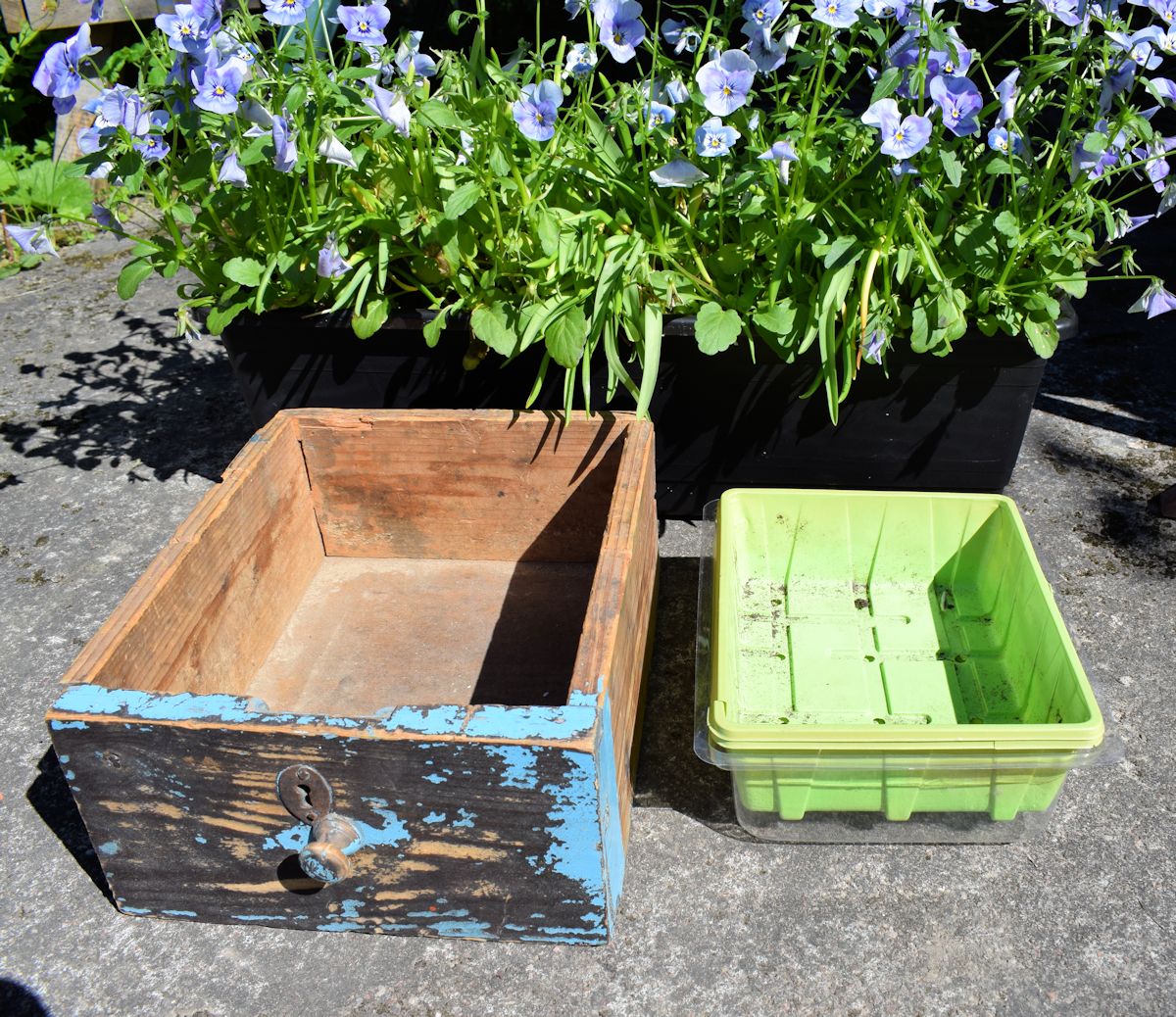 Orvokkien istutus vanhaan puulaatikkoon.