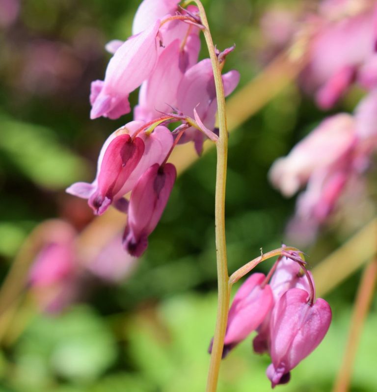 Roosan sävyjä mökissä ja puutarhassa