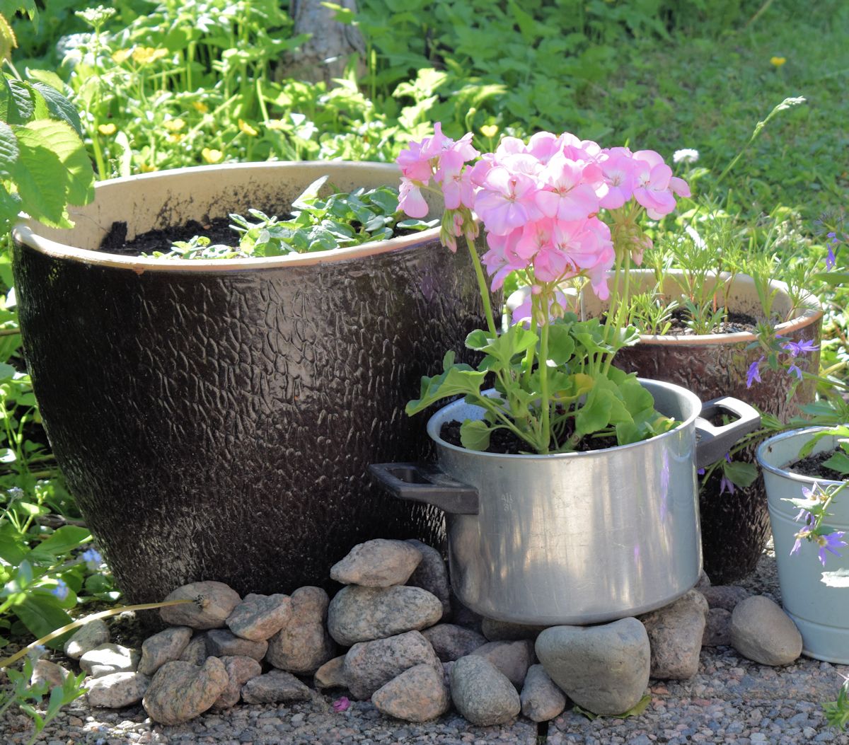 Pelargoni vanhassa kattilassa.