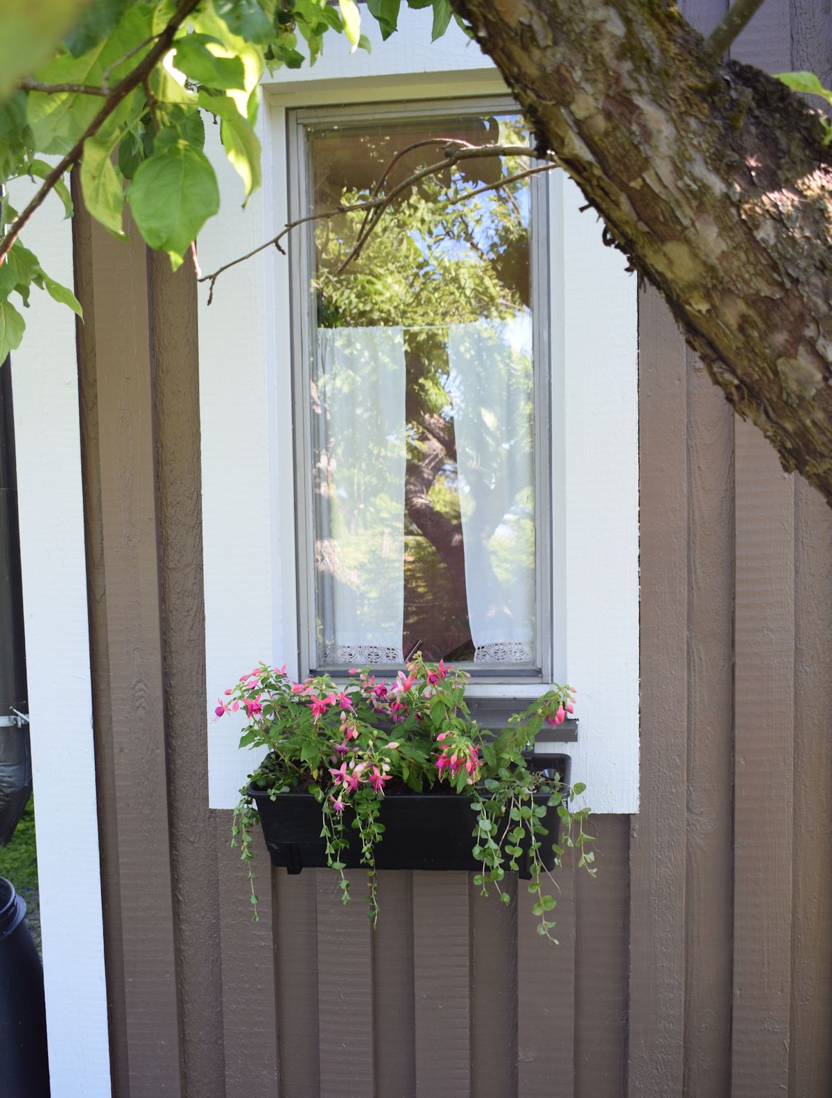 Verenpisara ja suikeroalpi kesäkukkaistutus.