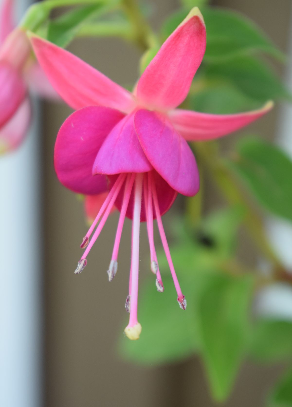 Verenpisaran kukka pinkki.