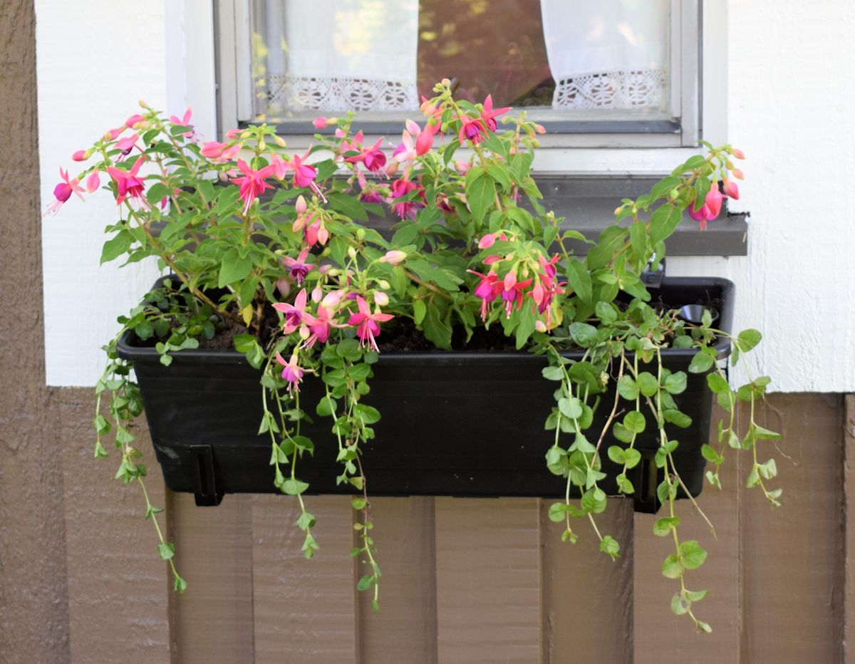 Varjoisen paikan kesäkukkaistutus. Verenpisaraa kukkalaatikossa.