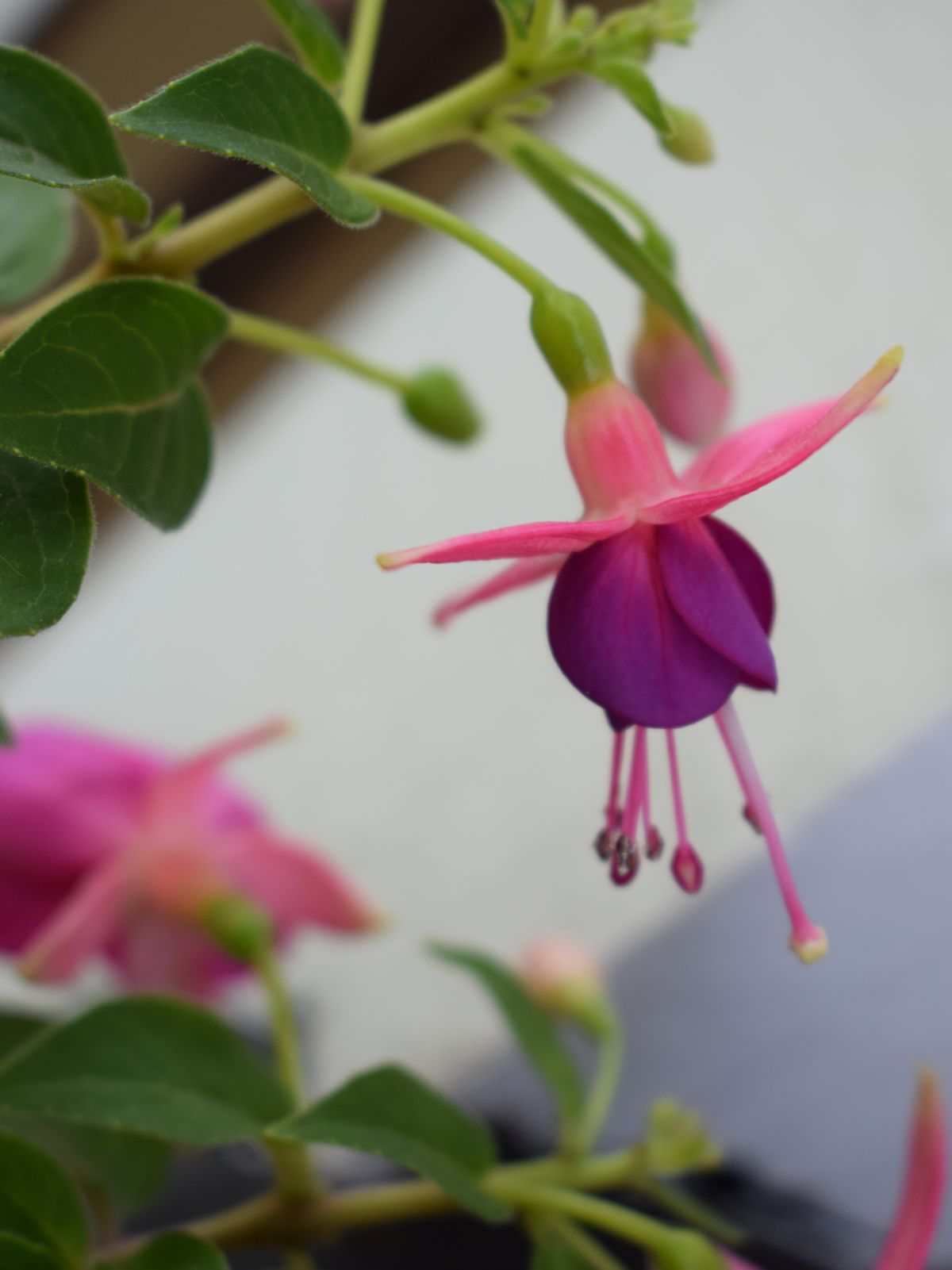 Verenpisaran kukka lähikuva.