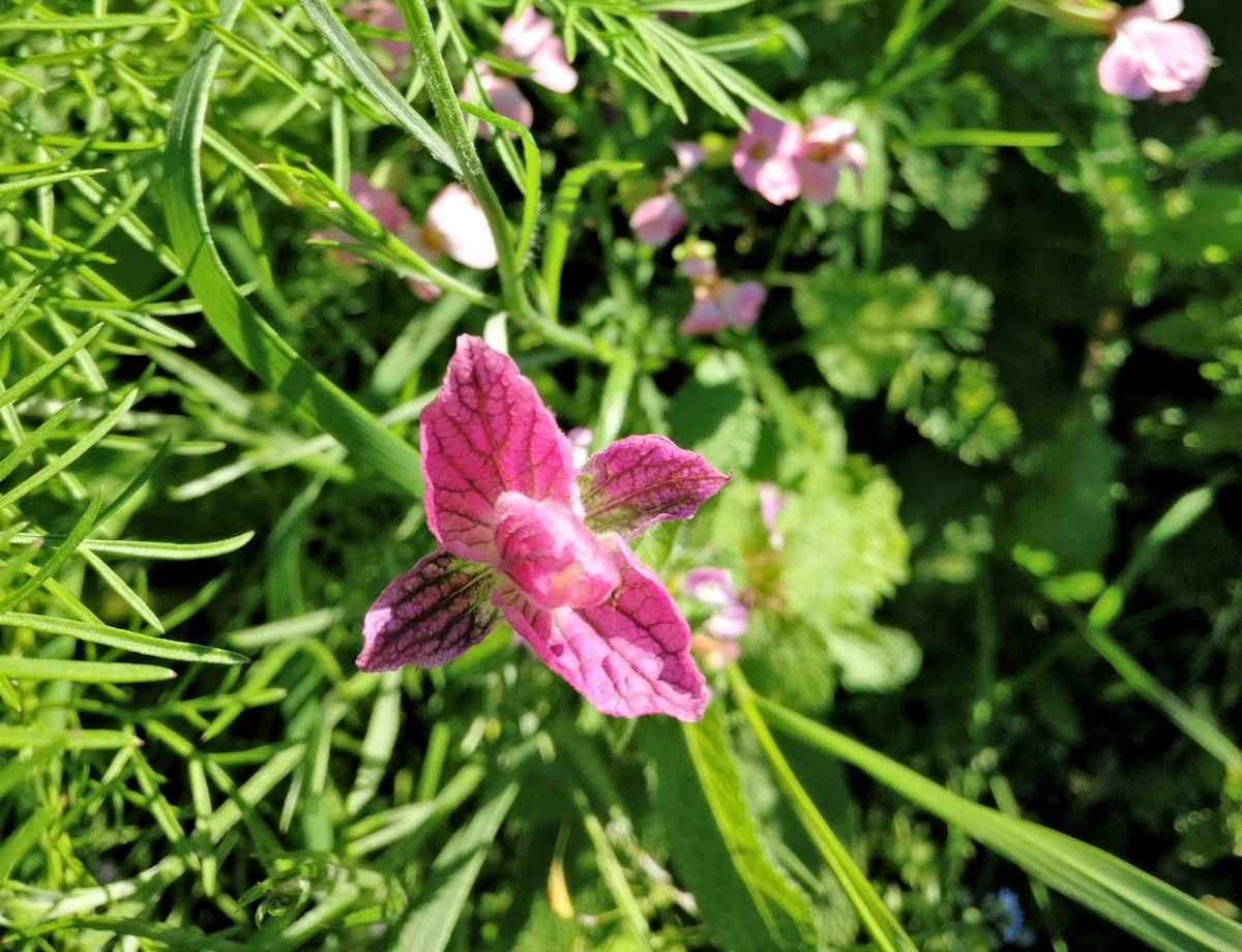 Vaaleanpunainen kukka.