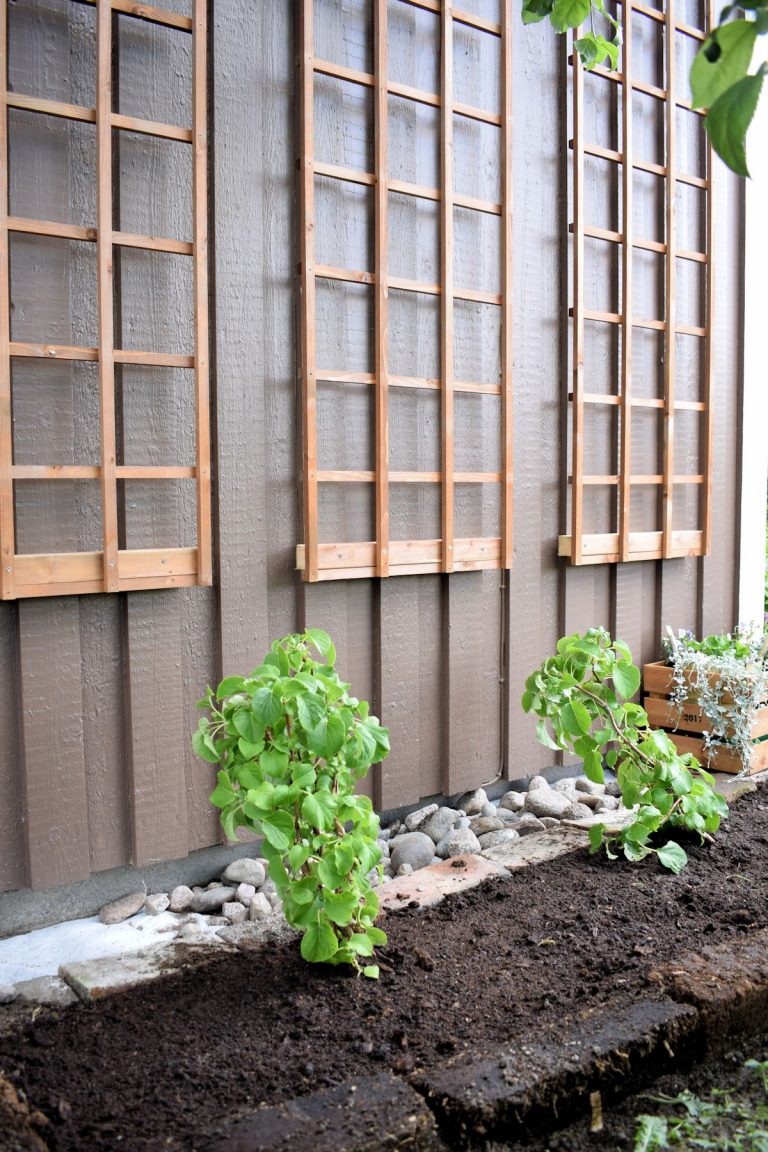 Varjopuutarhan ensimmäiset asukkaat – pienet köynnöshortensiat