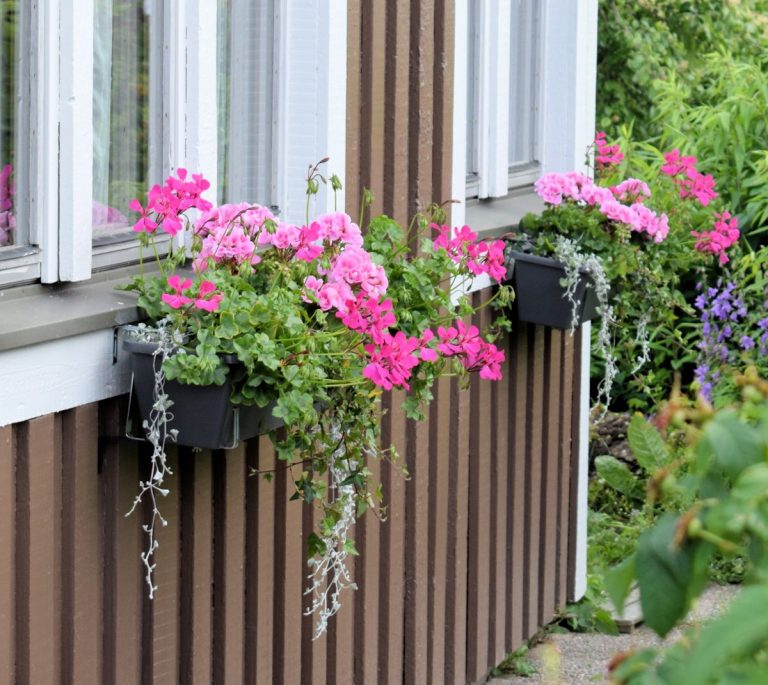 Mitä kuuluu kesäkukille?