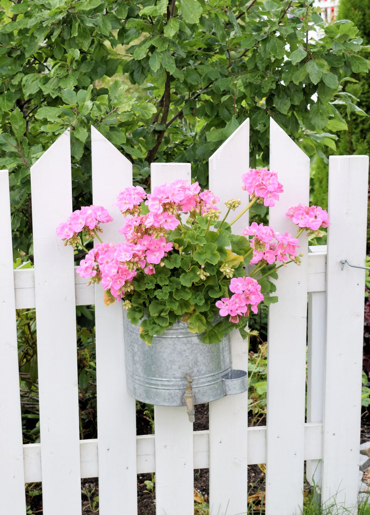 Kierrätyspuutarha, pelargoniat sinkkisessä vesiastiassa.